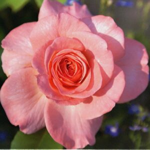 Rachel Standard Rose - Image 5