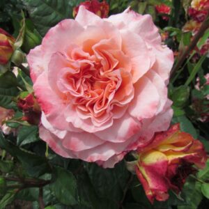 Rachel Standard Rose - Image 3