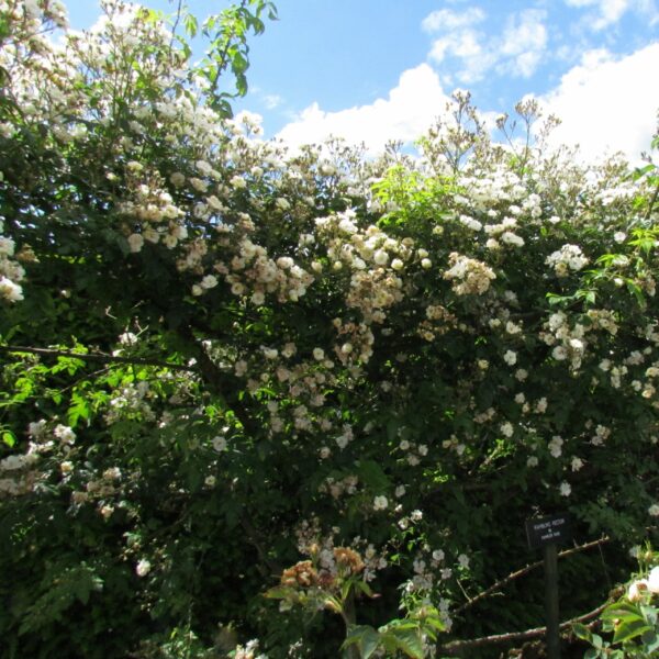 Rambling Rector
