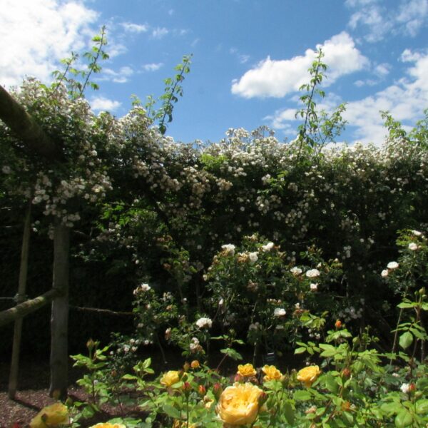 Rambling Rector