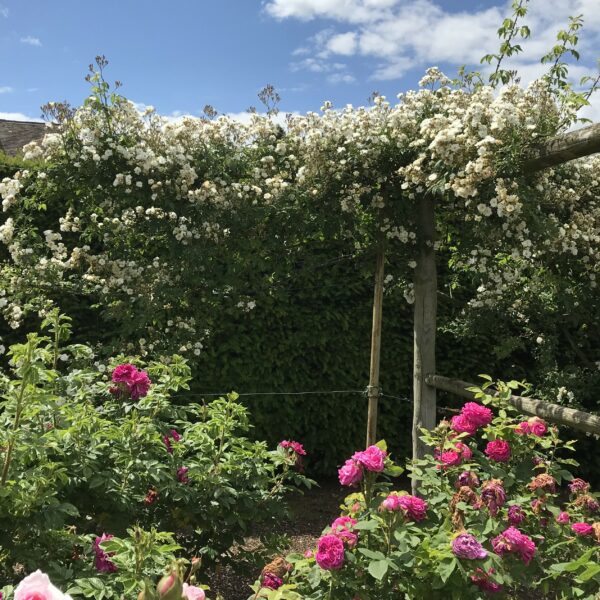 Rambling Rector
