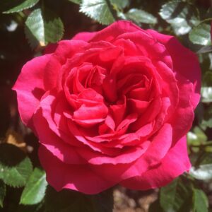 Rebecca Standard Rose - Image 3