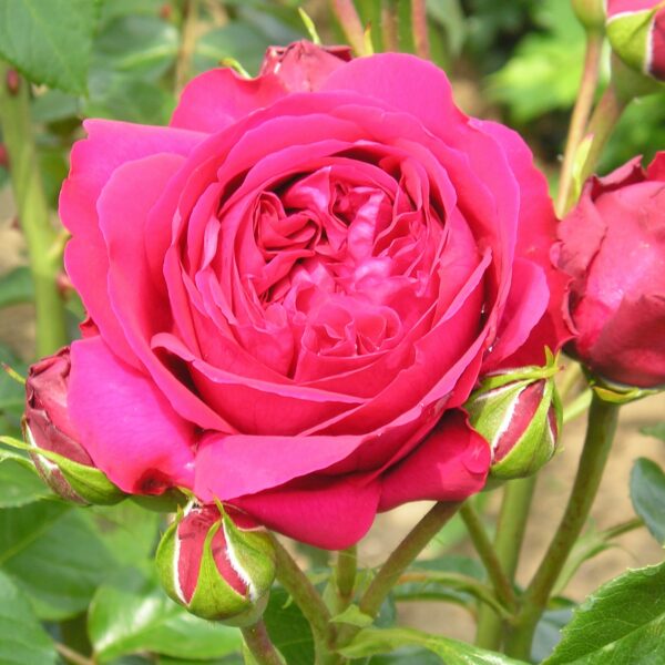 Red Eden Rose