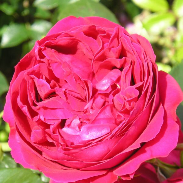 Red Eden Rose