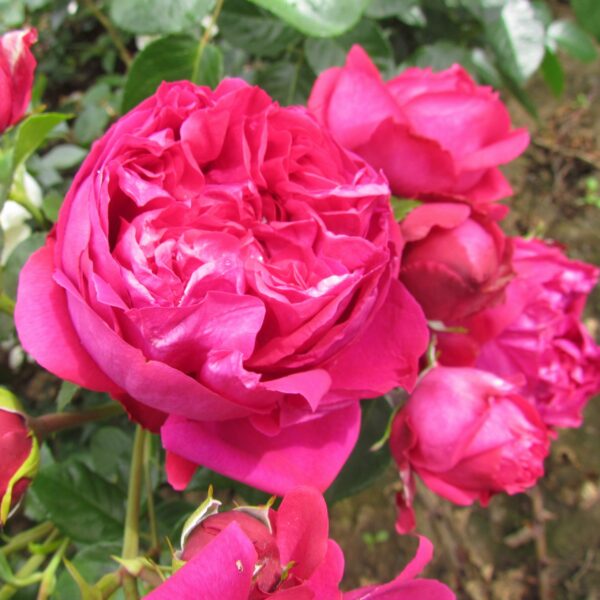 Red Eden Rose