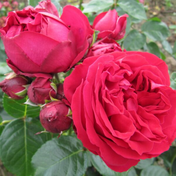 Red Eden Rose