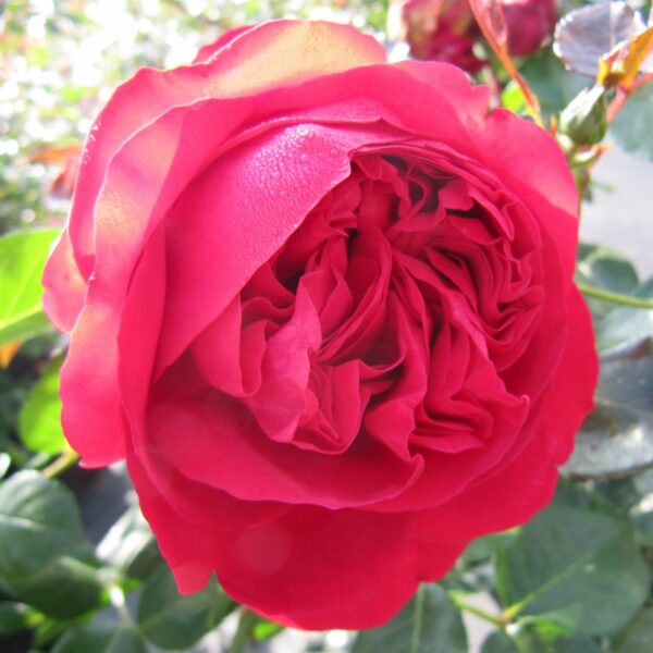 Red Eden Rose