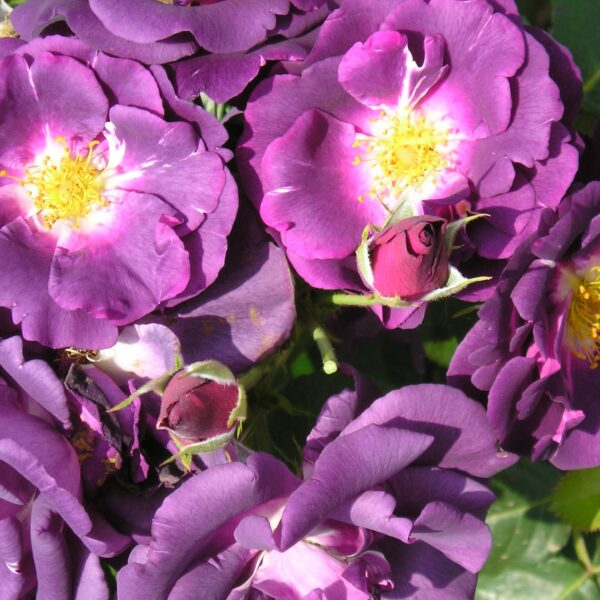 Rhapsody in Blue