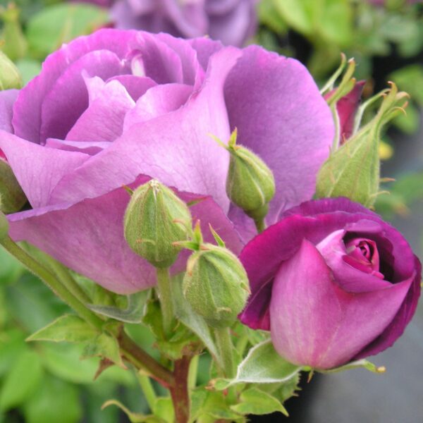 Rhapsody in Blue