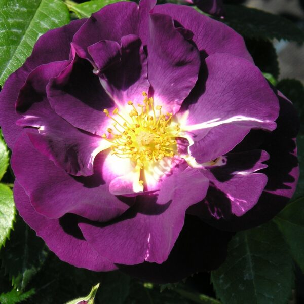 Rhapsody in Blue