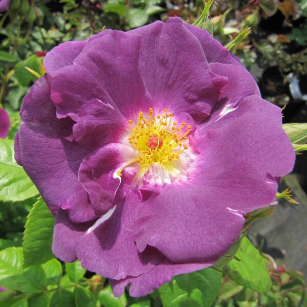 Rhapsody in Blue