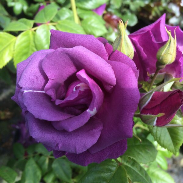 Rhapsody in Blue