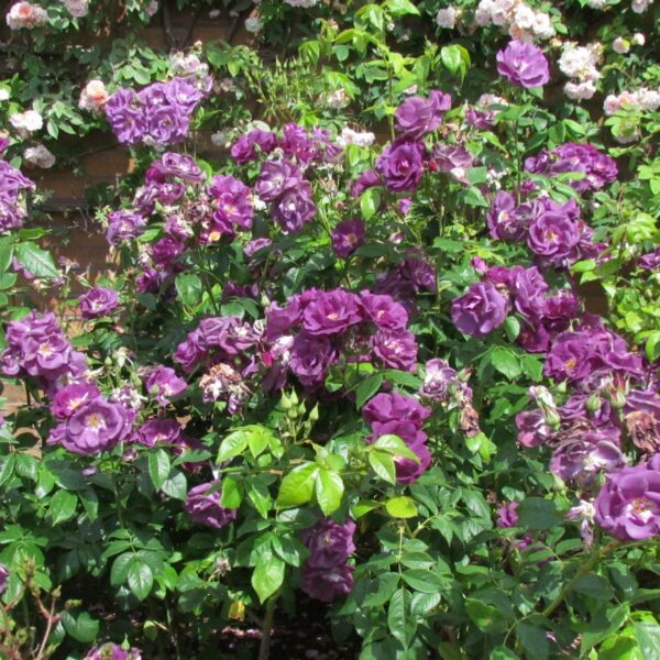 Rhapsody in Blue