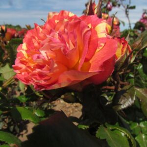 Rhubarb and Custard - Image 6