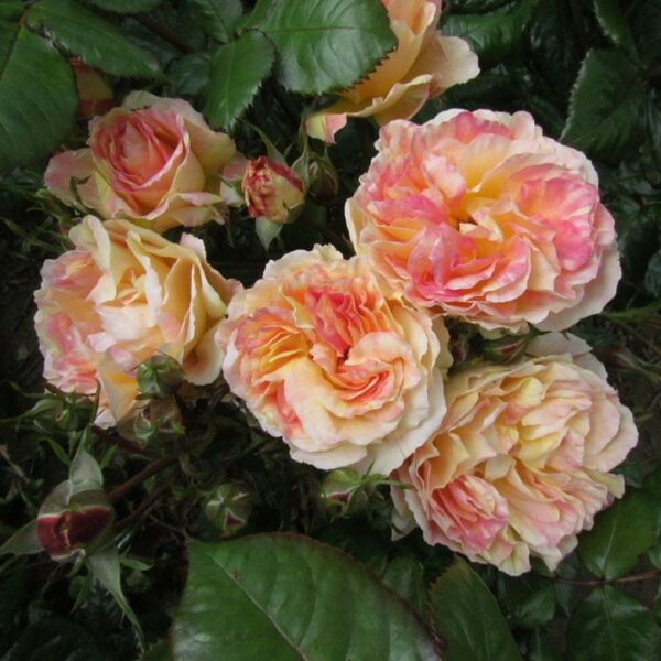 Rhubarb and Custard