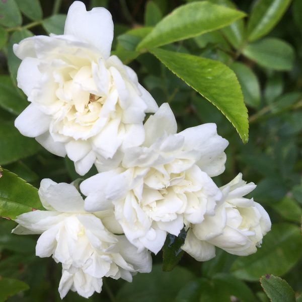 Rosa Banksia Alba Plena