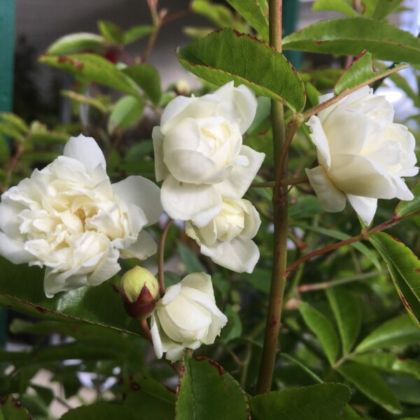 Rosa Banksia Alba Plena