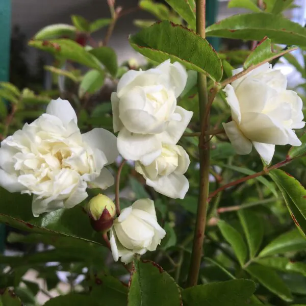 Rosa Banksia Alba Plena