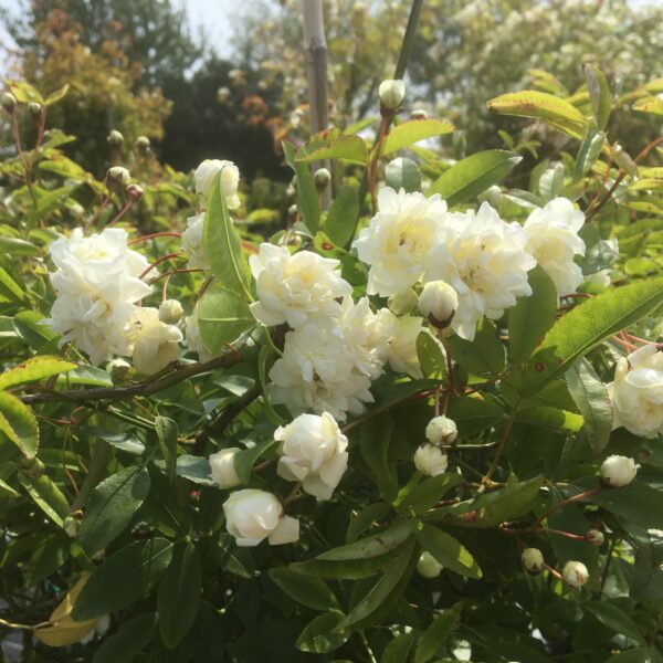 Rosa Banksia Alba Plena