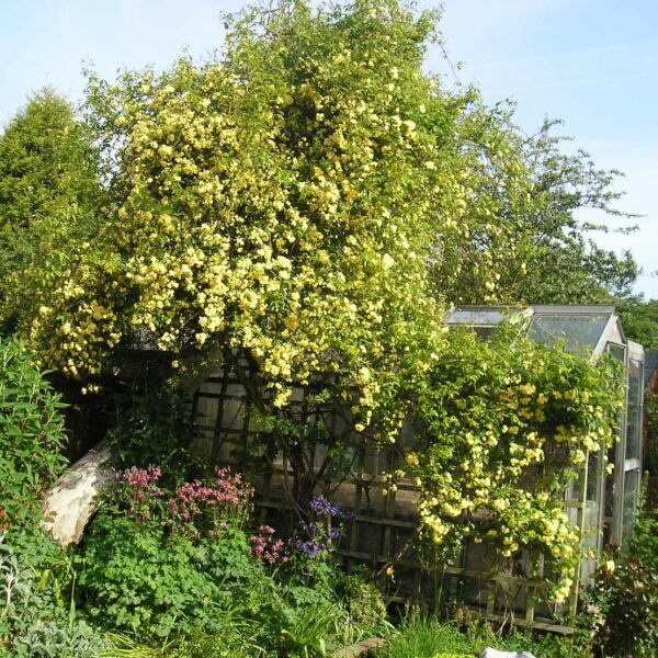 Rosa Banksia Lutea