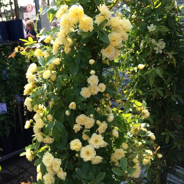 Rosa Banksia Lutea
