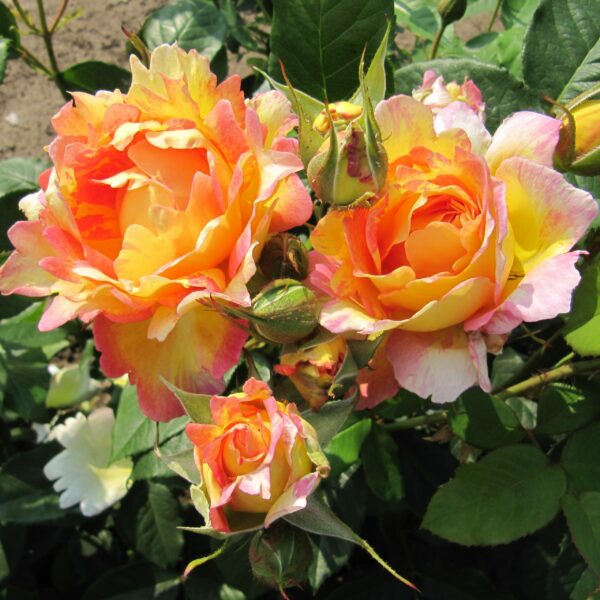 Rose des Cisterciens