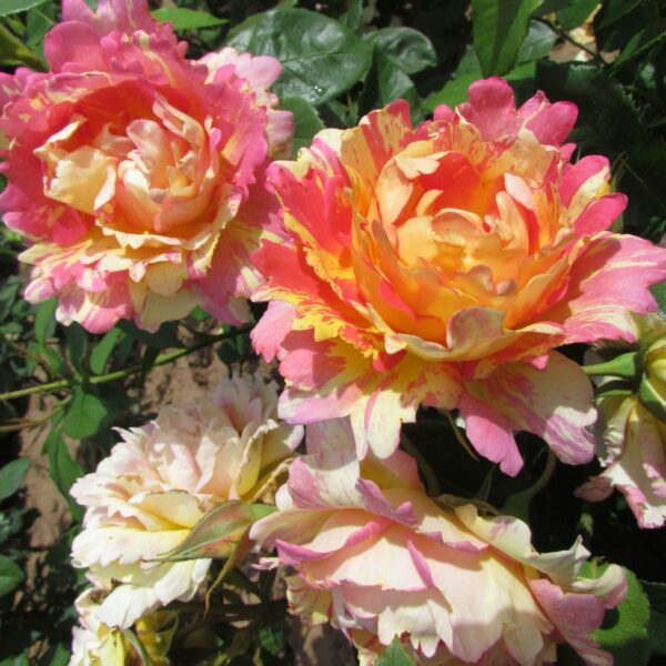 Rose des Cisterciens