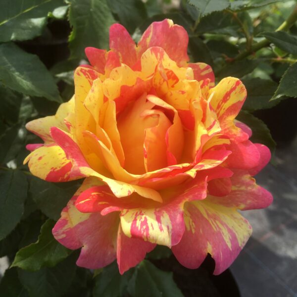 Rose des Cisterciens