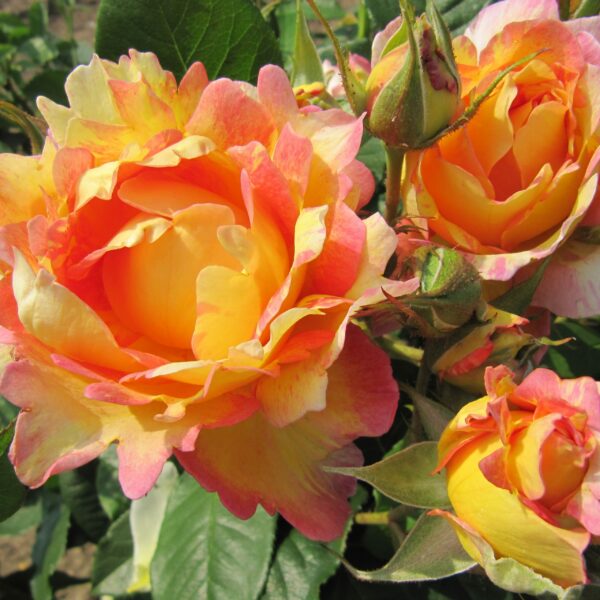 Rose des Cisterciens