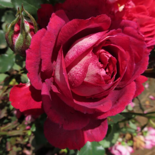 Sam's Rose