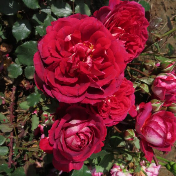 Sam's Rose