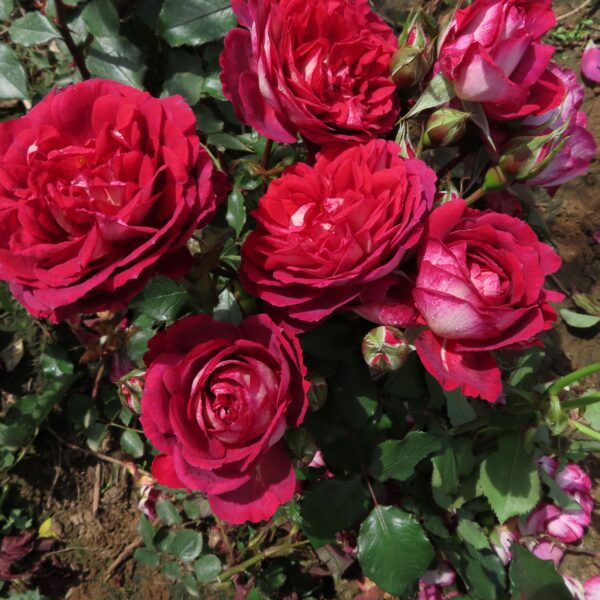 Sam's Rose