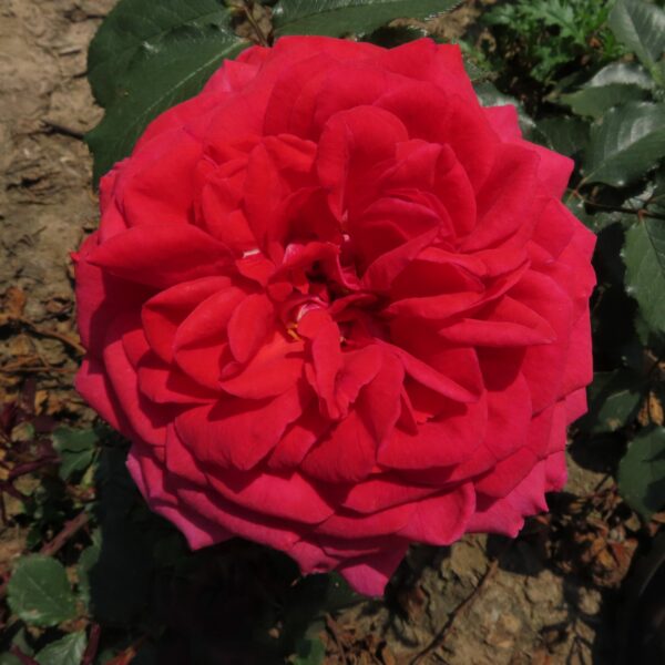 Sam's Rose