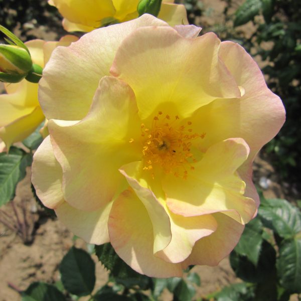 Scented Garden