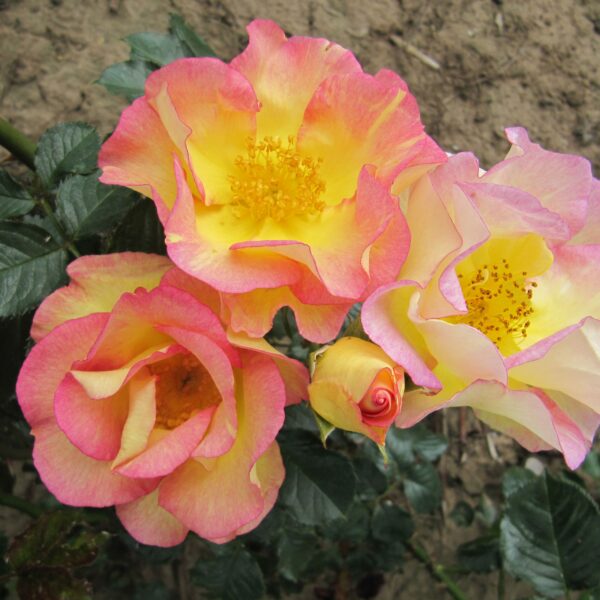 Scented Garden