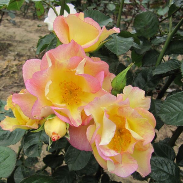 Scented Garden