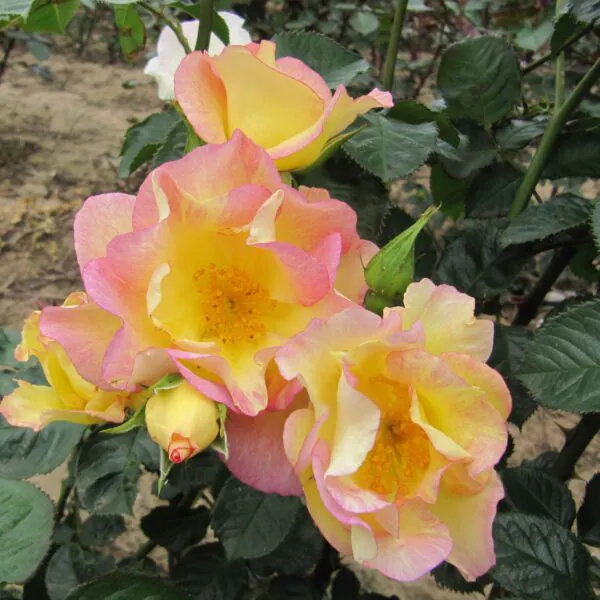 Scented Garden