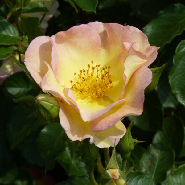Scented Garden