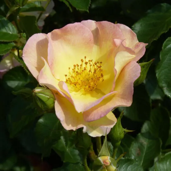 Scented Garden