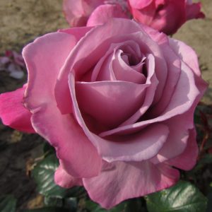 Silver Shadow - Image 2