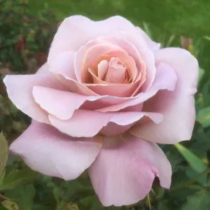 Hybrid Tea Rose Container Collection