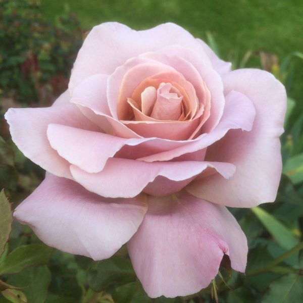 Hybrid Tea Rose Container Collection