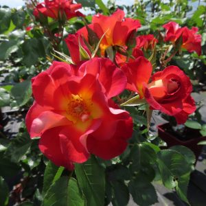 Jack's Rose