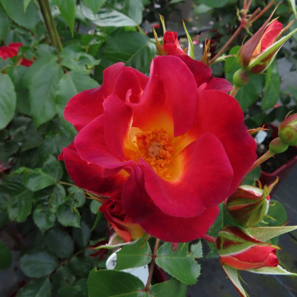 Jack's Rose