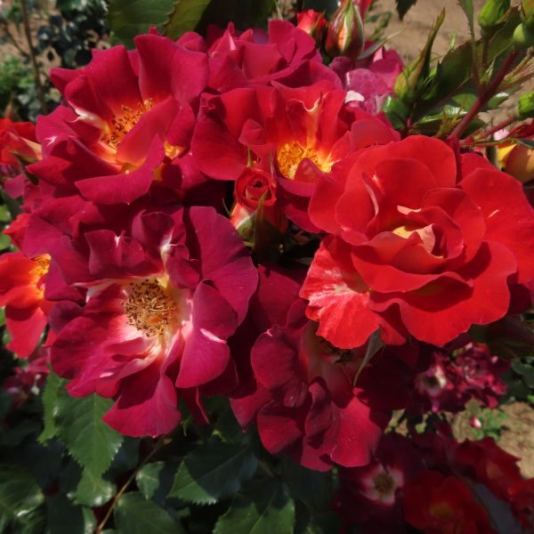 Jack's Rose