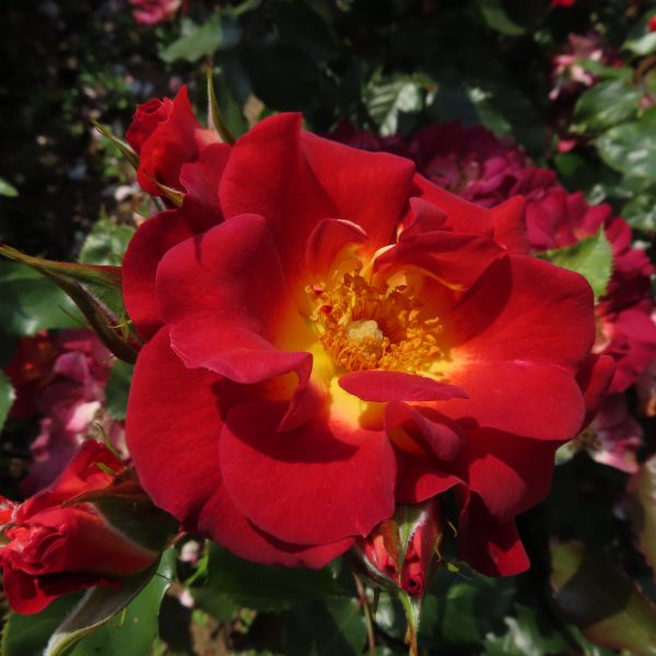 Jack's Rose