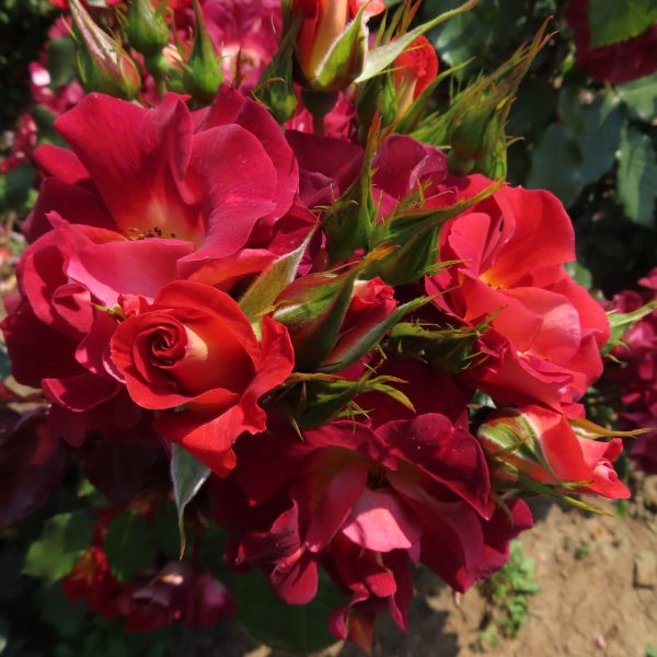 Jack's Rose