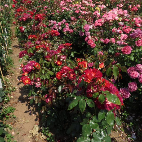 Jack's Rose