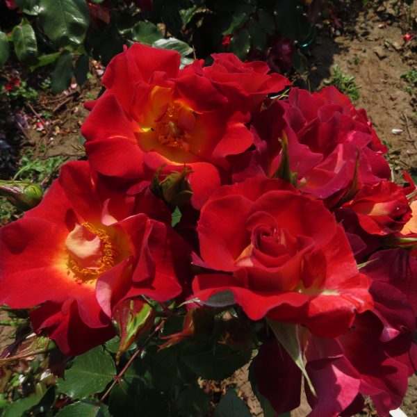 Jack's Rose