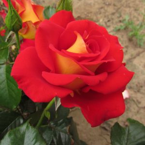 Snazzee Standard Rose - Image 5
